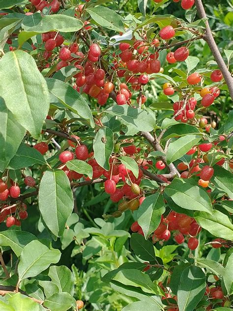 Early June Fruit: Juneberry, Haskap, Goumi, Nanking Cherry – Mountain Figs