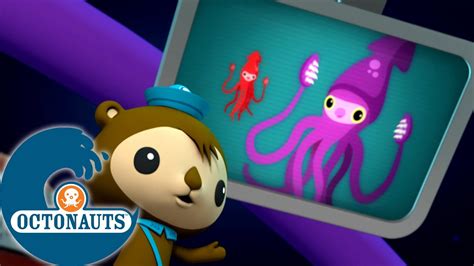 Octonauts Le gigantesque calamar Dessins animés pour enfants YouTube