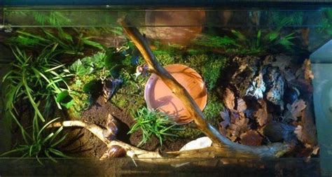 Ахатины — домашние улитки | Энциклопедия животных