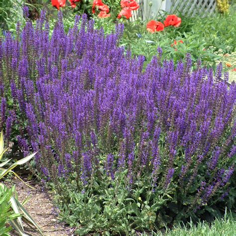 Salvia Nemorosa May Night Stonehouse Nursery