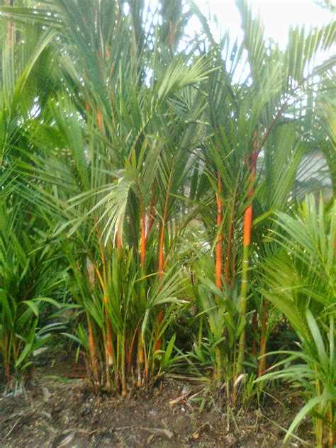 jual palem merah murah harga pohon palem tukang taman grosir