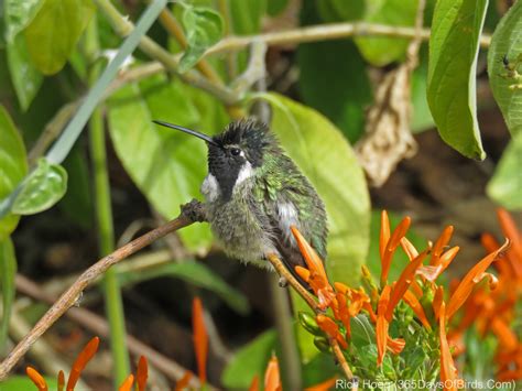 Hummingbirds of the Desert | 365 Days of Birds