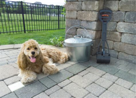 DIY Dog Waste Composter for an Eco-Friendly Dog Ownership