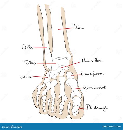 Front view foot bones text stock illustration. Illustration of medical - 94731117