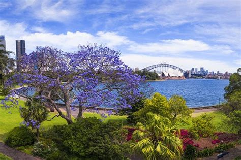 Jacaranda Trees On The North Shore North Shore Mums