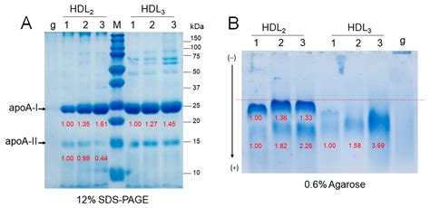 IJMS Free Full Text Enhancement Of High Density Lipoprotein HDL