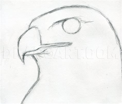 red tailed hawk drawing 3