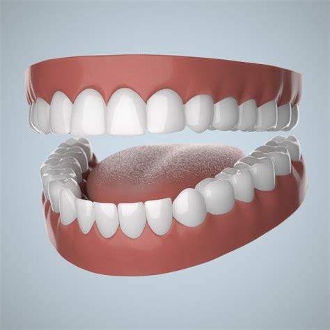 3d Human Jaws Teeth Gums Model