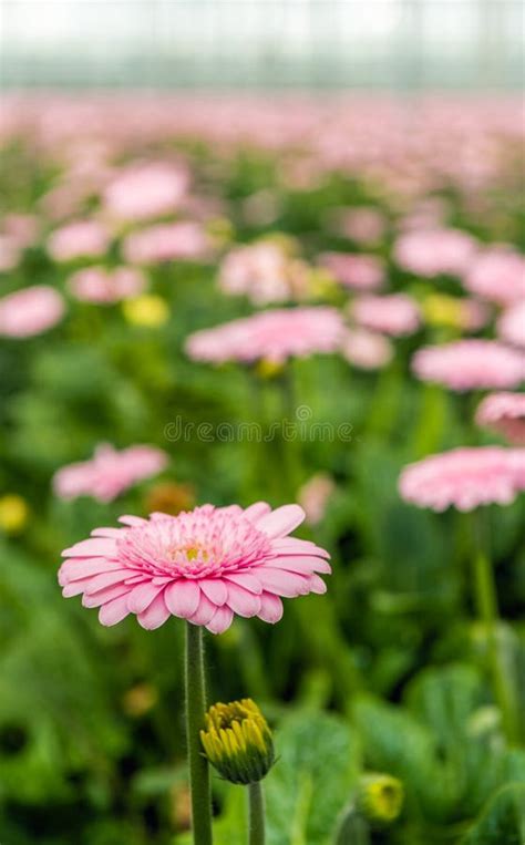 Roze Gerbera Cultuur In Een Nederlandse Serre Stock Foto Image Of