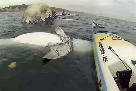 Entangled Tiger Shark Rescued From Net In South Africa Video Human