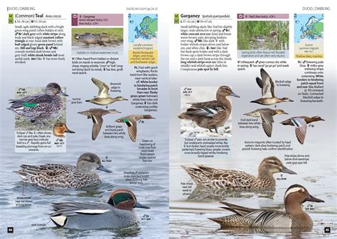 Europe's Birds an identification guide - Irish Garden Birds