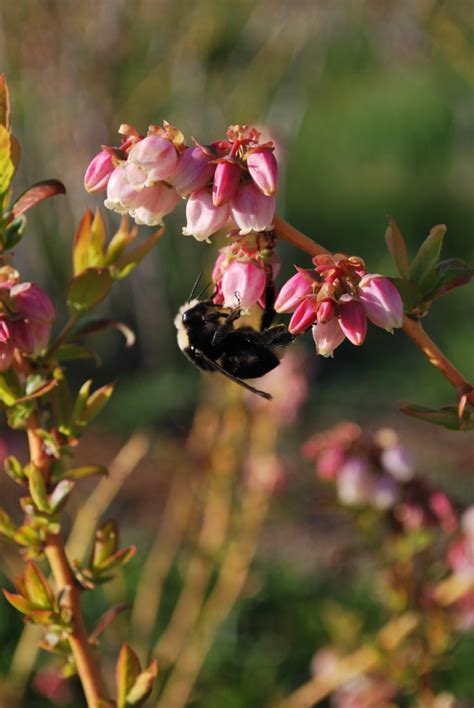 Photos Sierra Cascade Blueberry Farm