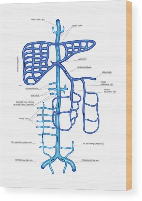 Venous System Of The Abdomen Wood Print By Asklepios Medical Atlas