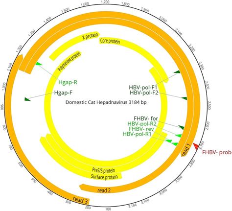 Genome Organization Of The Dch The Complete Genome Consists Of