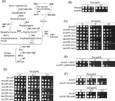 suppressor mutations  multicopy suppressors  confer resistance