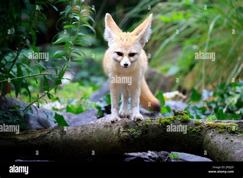 Fennec Fennec Fox Vulpes Zerda Adult Watchful Captive Occurrence