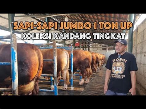 SAPI JUMBO 1 TON UP SPESIAL PREMIUM QURBAN SUMBER TERNAK FARM YouTube