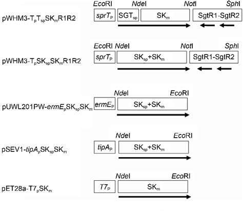 Figure 1 From Heterologous Production Of Streptokinase As A Secretory Form In Streptomyces