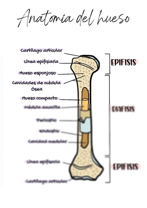 SOLUTION Imagen De Anatomia Del Hueso Studypool