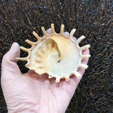 8 12cm Large Natural Natural Conch Shells Aquarium Landscaping Etsy