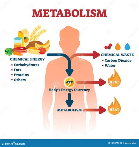 Metabolism Vector Illustration. Labeled Chemical Energy Educational ...