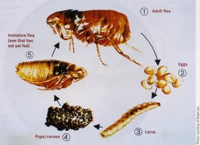 Vancouver Cluster Flies Control and Prevention | Pest Detective