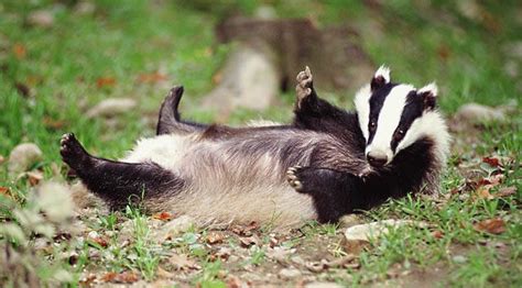 Badger Baiting - 8 Mar 2021, Not The View