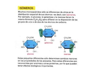 Carbohidratos Generalidades Biomoleculas Ppt