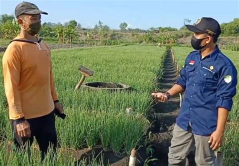 Dampak Perubahan Iklim Pada Bidang Pertanian