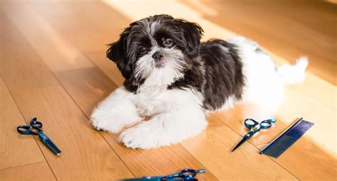 7 Essential Grooming Tips Every Shih Tzu Owner Should Know