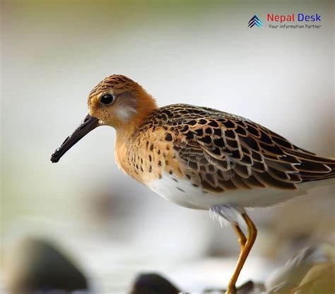 Ruff: The Elegant Dancer of Marshy Meadows | Nepal Desk