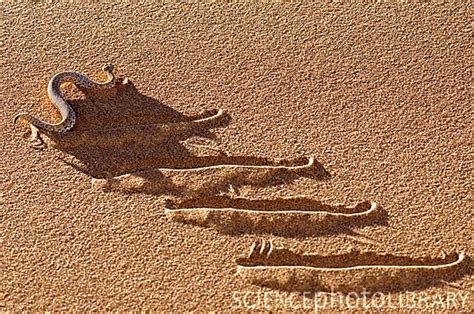 Peringuey S Adder Bitis Peringueyi Side Winding Across Desert Sands