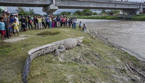 Evakuasi Dramatis Buaya Berkalung Ban Di Sungai Palu Begini Penampakannya