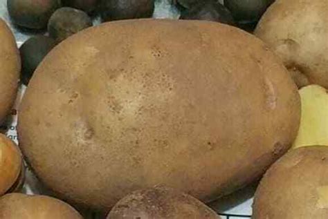 Tps True Potato Seeds Russet Yellow Organic Mix Potatoes Berry Bred