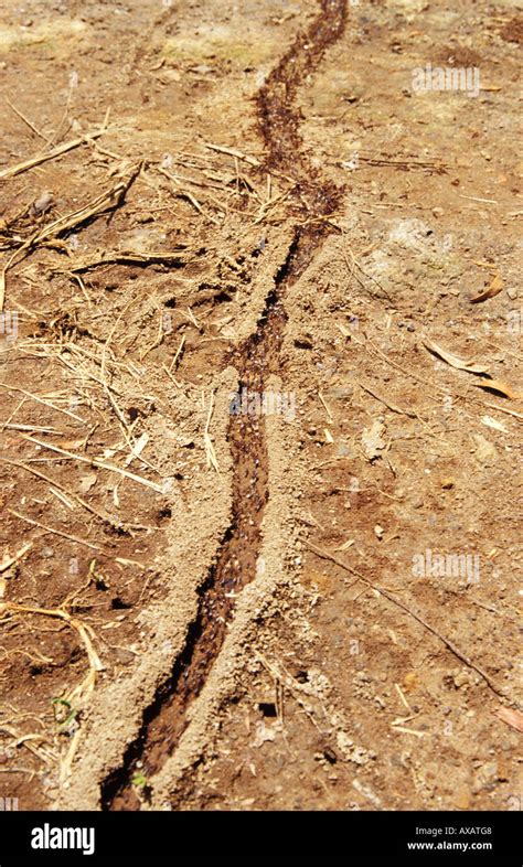 Close-up of the ant trail in Kenia, Mount Kenya, Kenya, Africa Stock ...