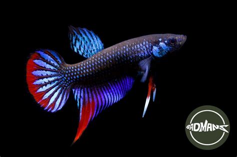 Betta Imbellis: Your Guide to Diet, Tank Mates, Breeding and More