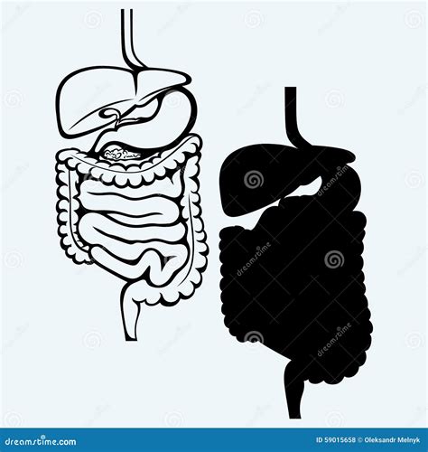 Internal Human Digestive System Stock Vector Illustration Of Large