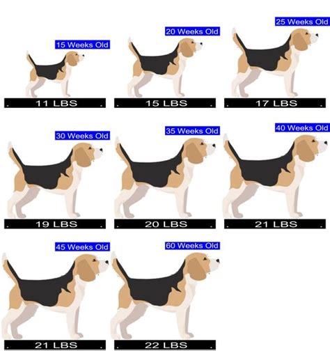 Beagle Growth Chart. Beagle Weight Calculator.