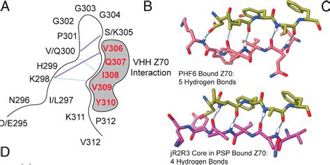 Researchers uncover a potential method for interrupting the misfolding of tau protein that ...