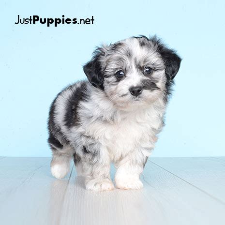 Puppies for Sale - Orlando FL - Justpuppies.net