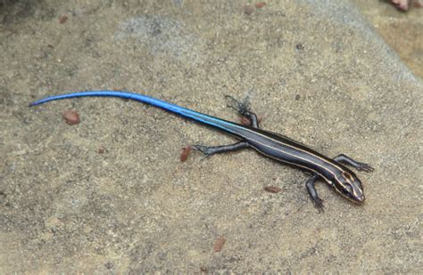 Pacific Blue Tailed Skink Care Guide - Reptile Cymru