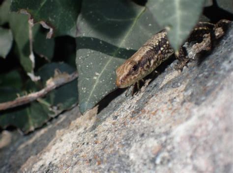 Iberolacerta Monticola Boulenger 1905