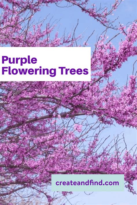 Purple Flowering Tree Artofit