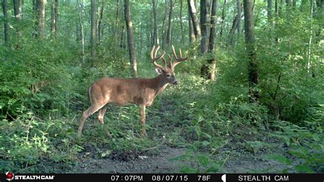 Trail Camera Photos | Bowhunting.com