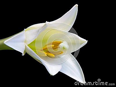 White Lily On A Black Background Royalty-Free Stock Photography | CartoonDealer.com #95406641