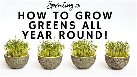 How To Grow Greens All Year Round Sprouting Course Youtube