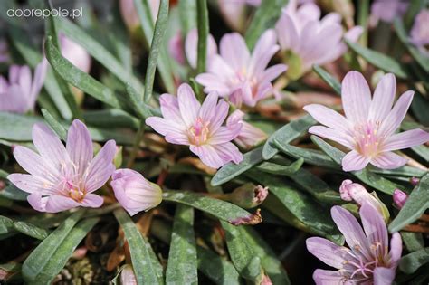 Szkółka Bylin Dobrepole Lewisia Brachycalyx Lewizja