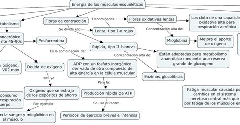 Fisiología Básica y Médica Mapa Conceptual de Energía de los músculos