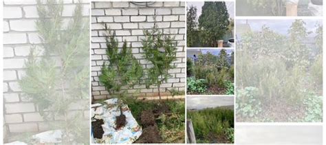 Саженцы туи купить в Волгограде | Товары для дома и дачи | Авито