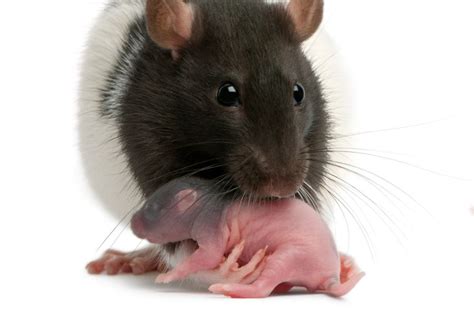 Baby Rats: Life Cycle, Appearance, Dangers & Care